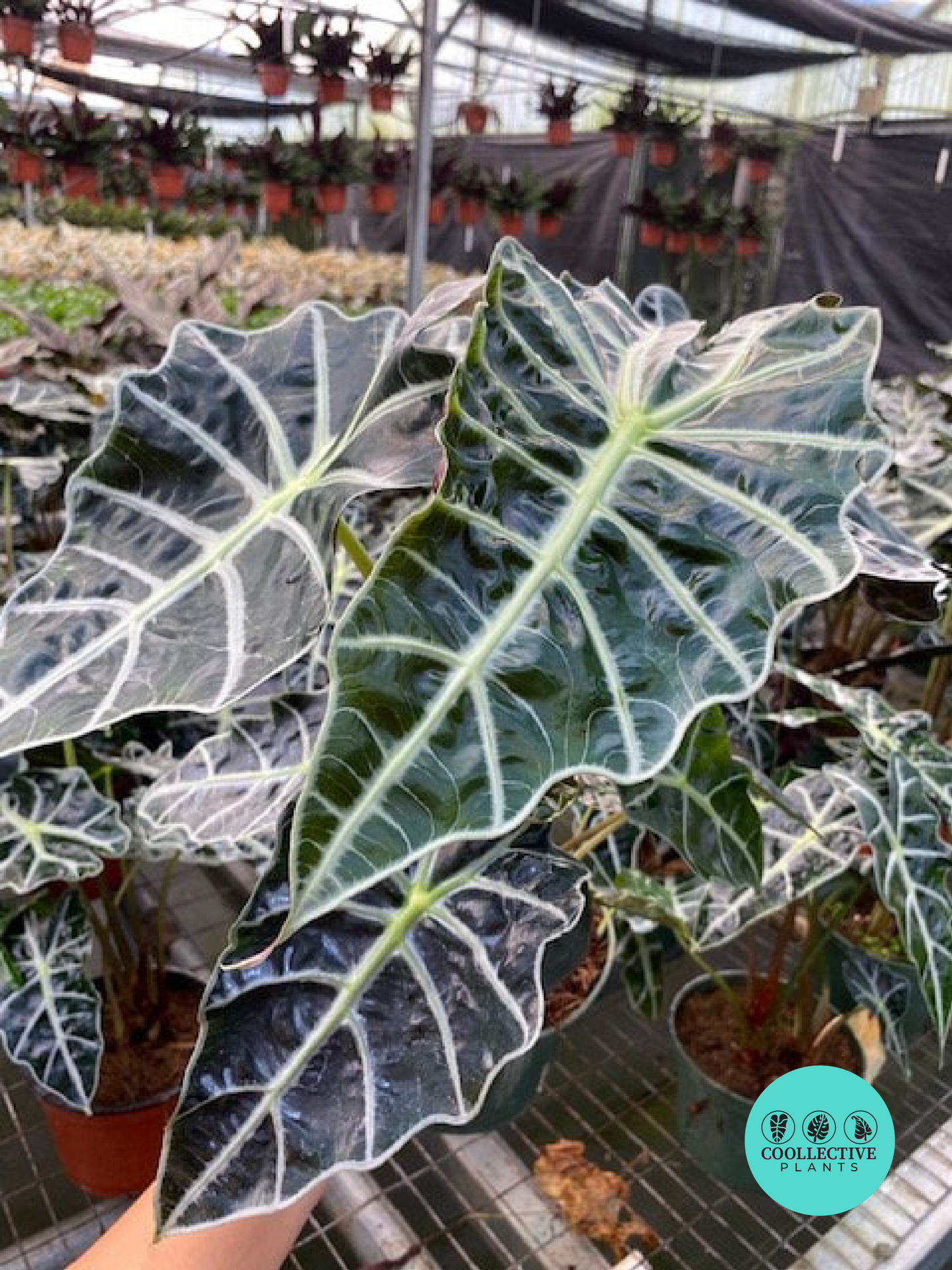 Alocasia Polly (African Mask)