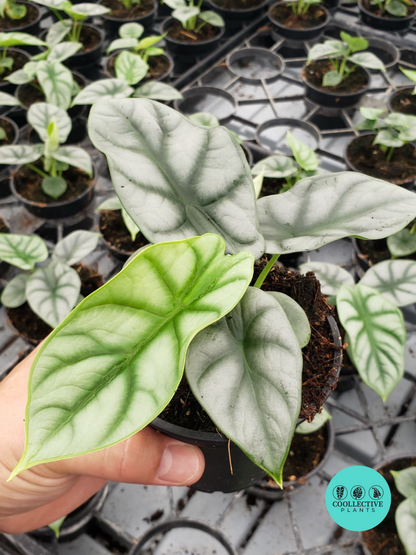 Alocasia Silver Dragon 4-6 Inch Live Plant