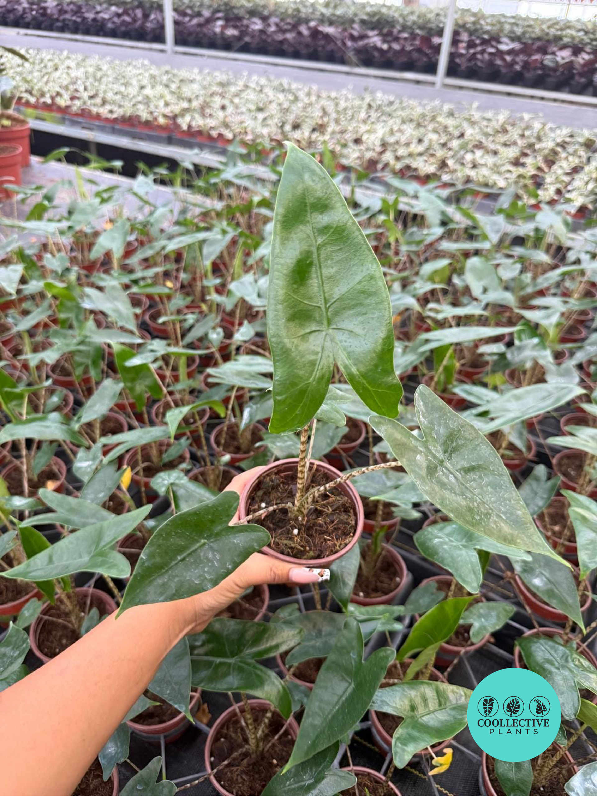 Alocasia Zebrina – Coollective Plants