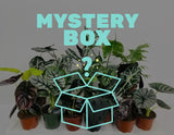 Alocasia Mystery Box