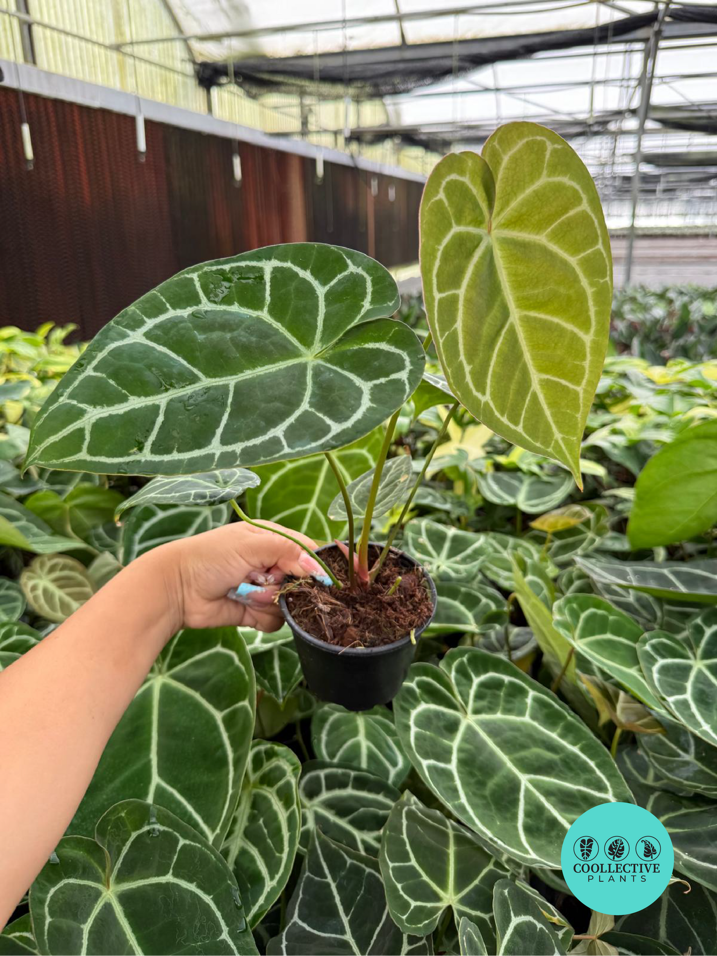 Anthurium Crystallinum (rare plant)