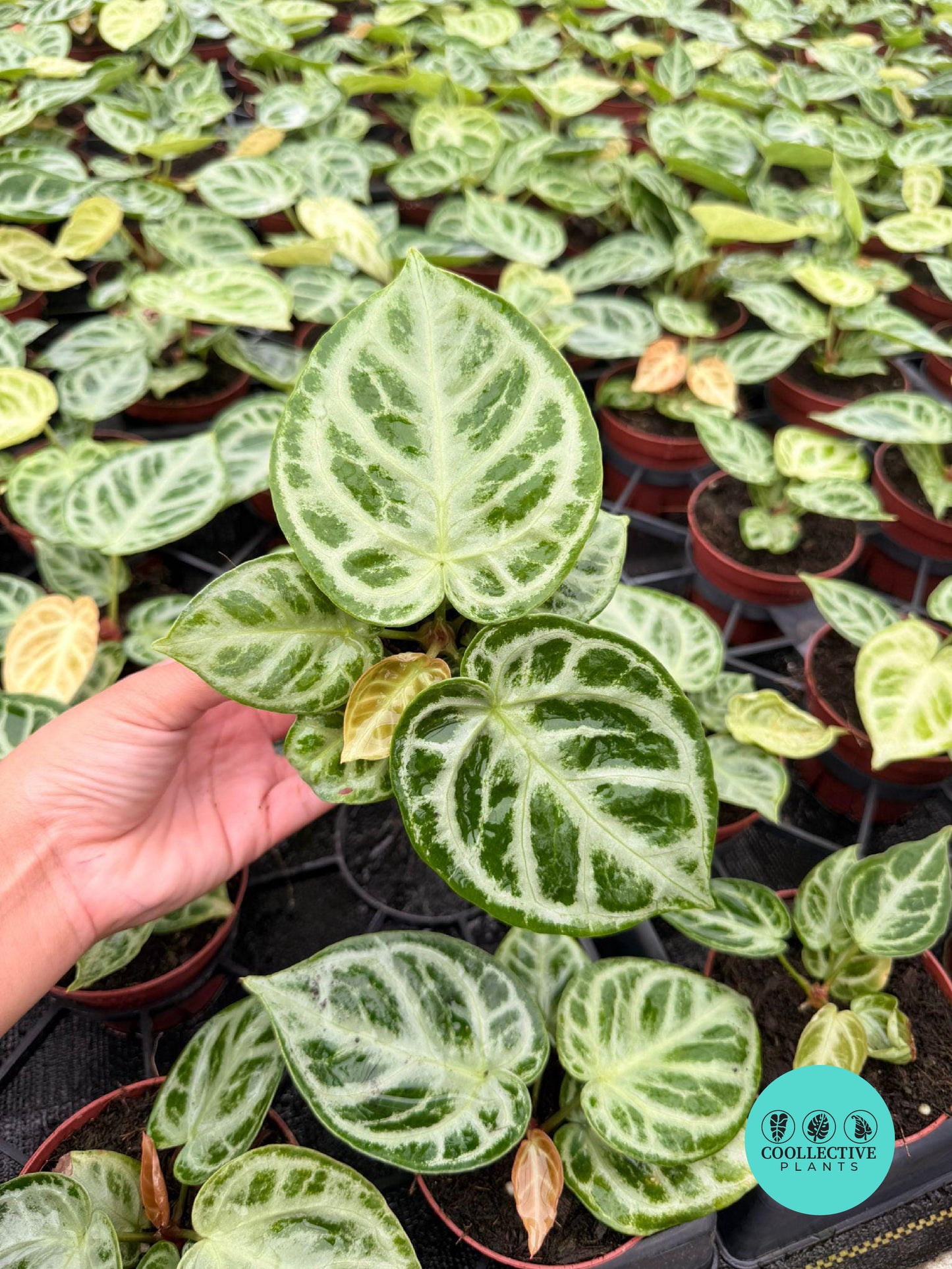 Anthurium Dorayaki