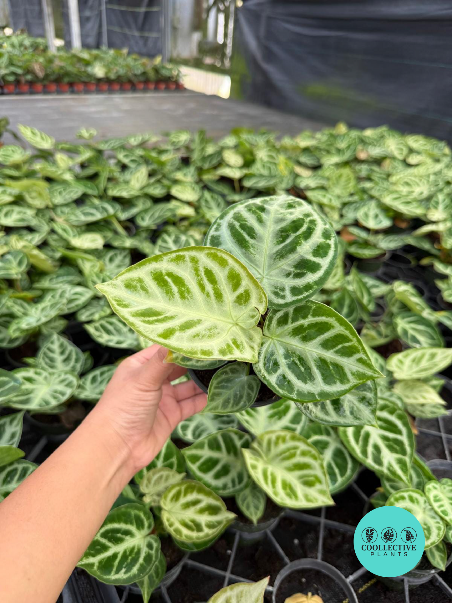 Anthurium Dorayaki x Silver Blush