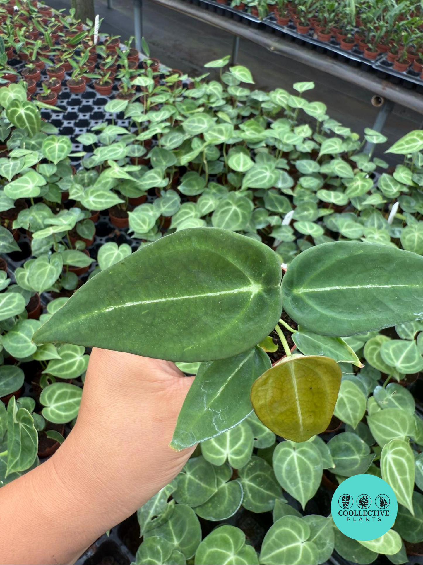 Anthurium Forgetti
