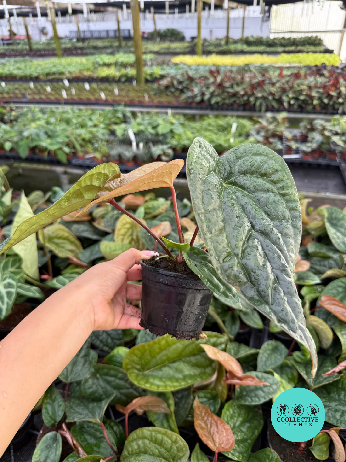 Anthurium Radican X Luxurian