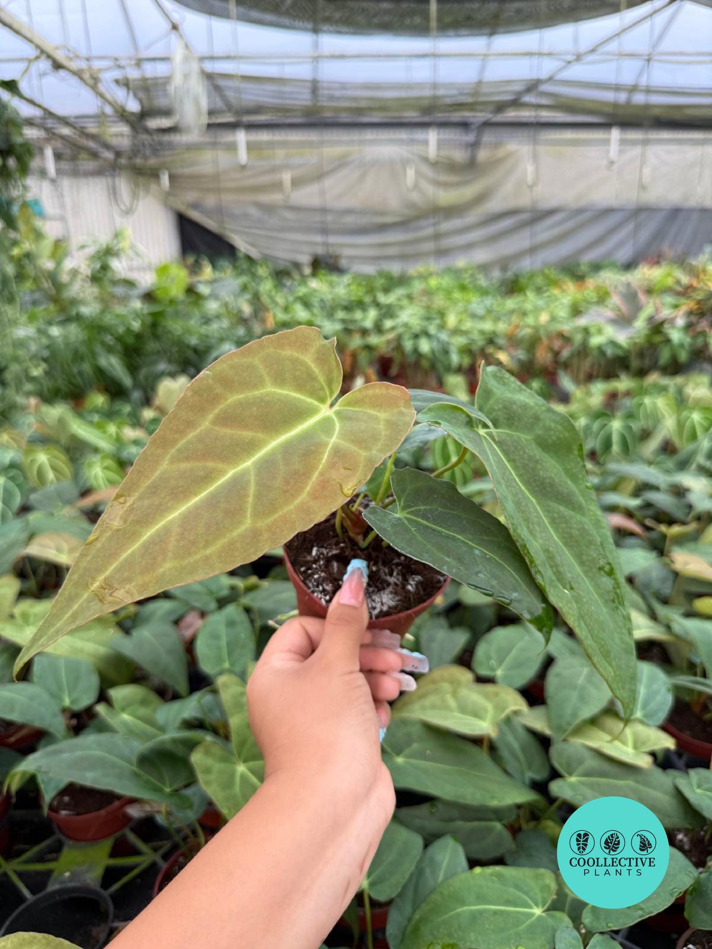 Anthurium Red Crystal X Crystallinum