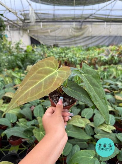 Anthurium Red Crystal x Crystallinum Rare Velvet Hybrid Anthurium