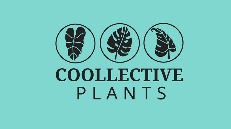 Coollective Plants Logo-black