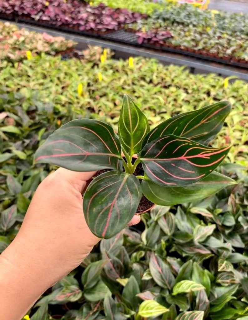 Aglaonema Red Vein | Rare Chinese Evergreen with Red Brushstroke Foliage | Easy Care Indoor Houseplant (2” Starter Plant)