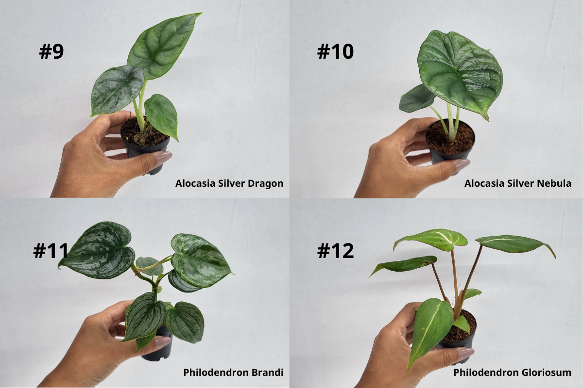 BECOOL 2" Plants "Medium Package"