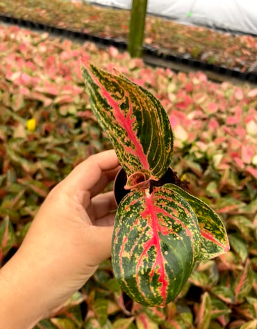 Aglaonema Golden Powder (2 inch plant)
