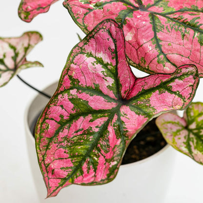 Caladium Purple Light 2” Plant – Rare Colorful Caladium | Pink Purple Tropical Houseplant