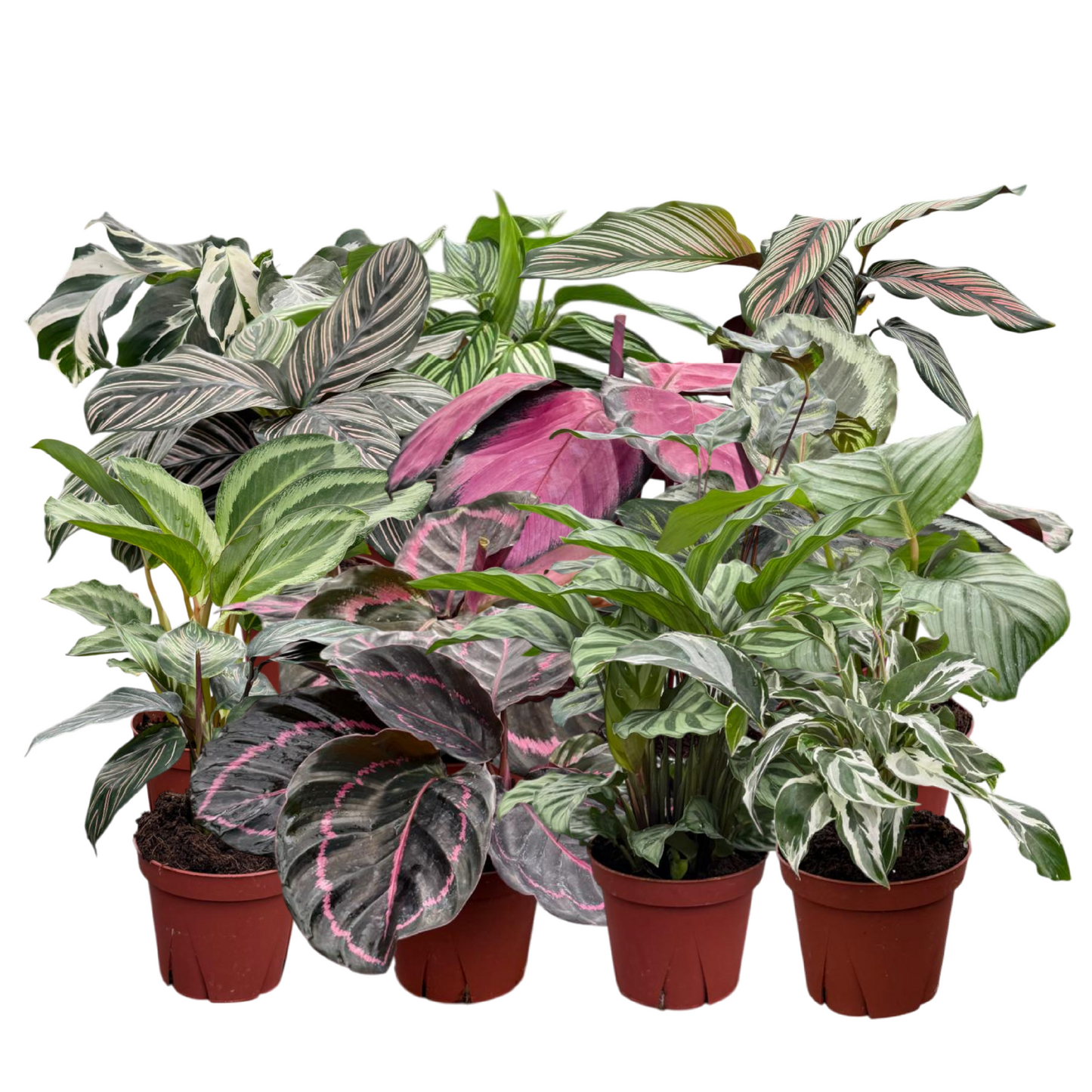 Calathea Assorted Collection 4 " Nursery Pot (4-Pack)