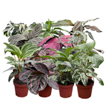 Calathea Assorted Collection 4 " Nursery Pot (Grower's Choice)