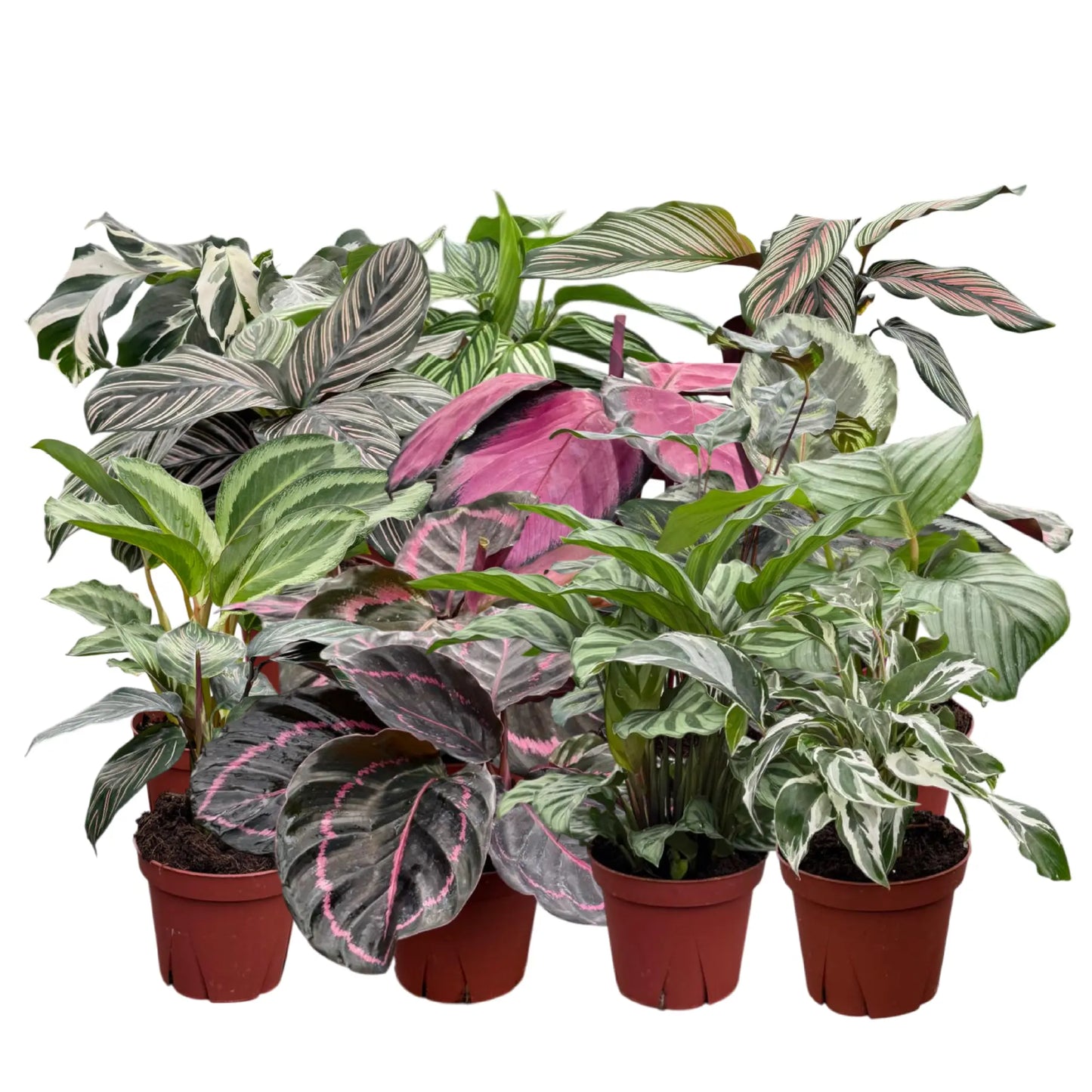 Calathea Assorted Collection 4 " Nursery Pot (Grower's Choice)