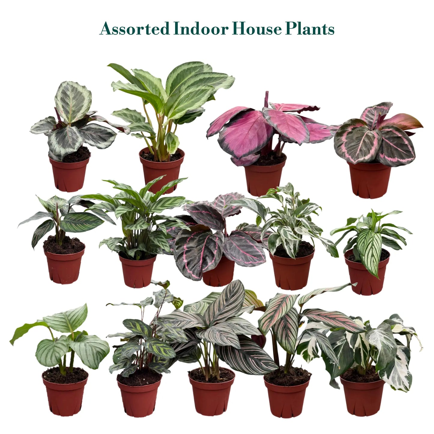 Calathea Assorted Collection 4 " Nursery Pot (Grower's Choice)
