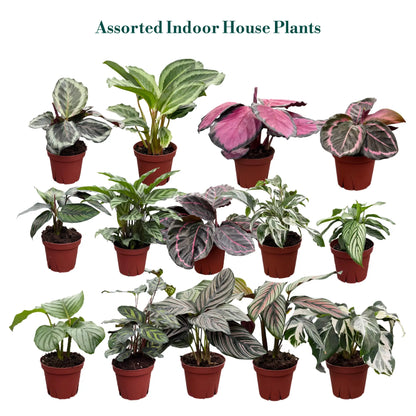 Calathea Assorted Collection 4 " Nursery Pot (Grower's Choice)
