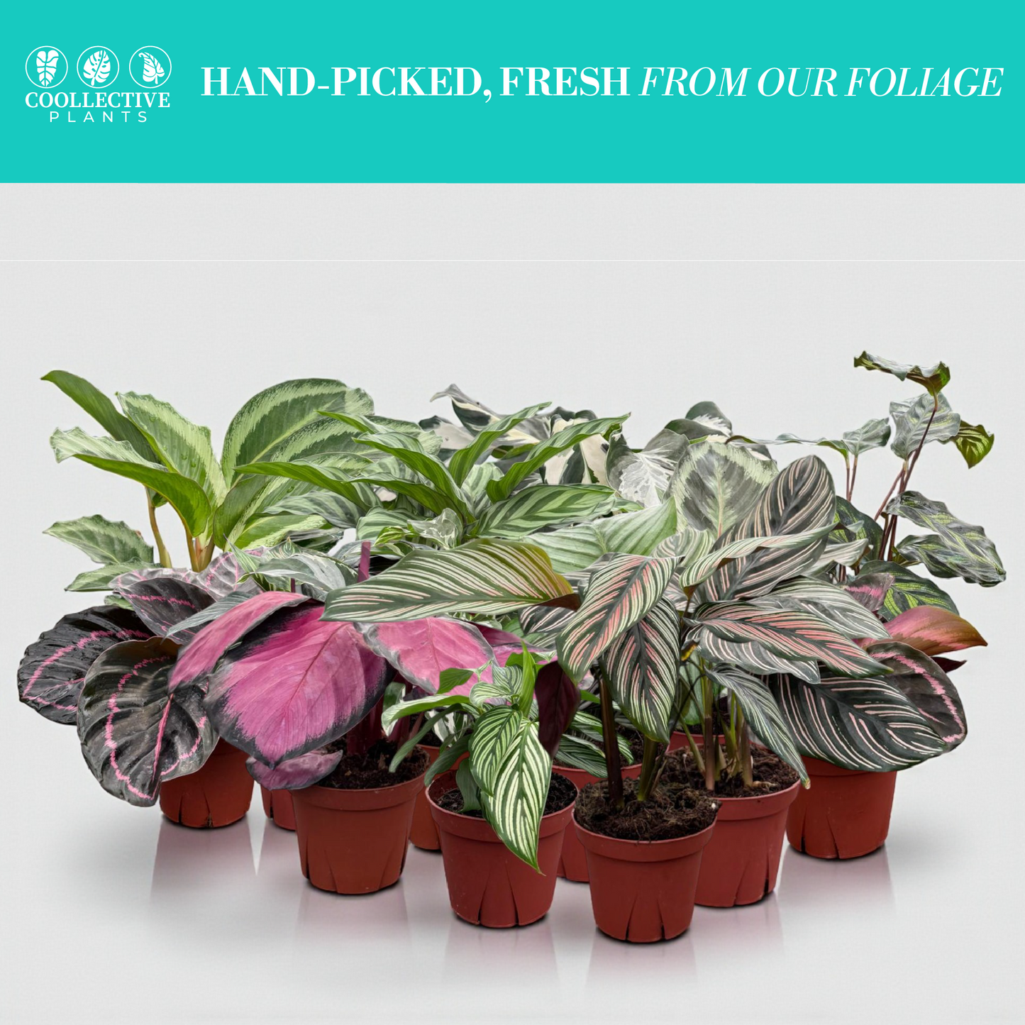 Calathea Assorted Collection 4 " Nursery Pot (4-Pack)