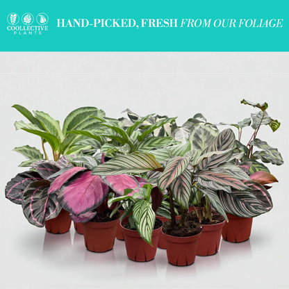 Calathea Assorted Collection 4 " Nursery Pot (Grower's Choice)