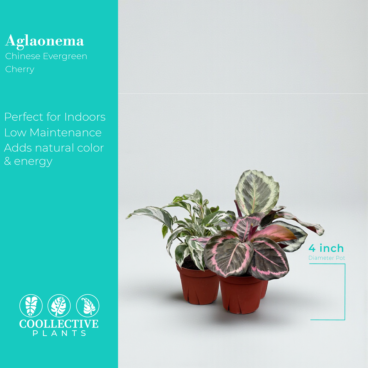 Calathea Assorted Collection 4 " Nursery Pot (4-Pack)