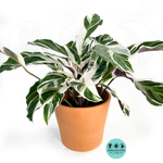 Calathea White Fusion 2–4” Plant – Rare Variegated Prayer Plant | Marbled White Indoor Tropical Houseplant