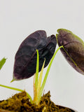 Alocasia Watsoniana Rare Plant