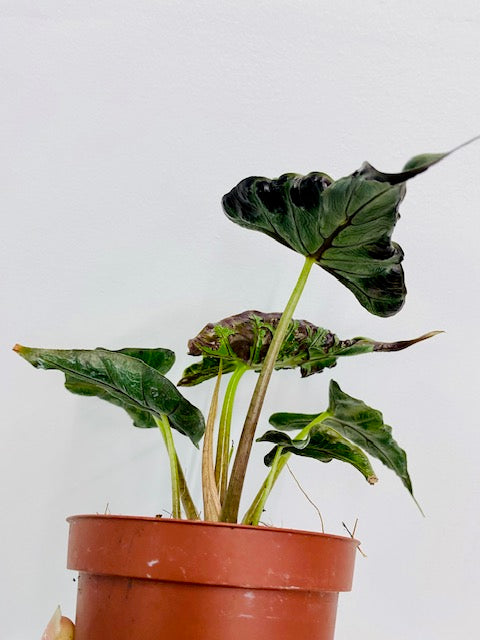 4" Alocasia Loco "Rare Plant"