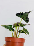 Alocasia Loco "Rare Plant"