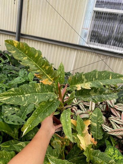 Baby/4"  Philodendron Narrow Ring Of Fire