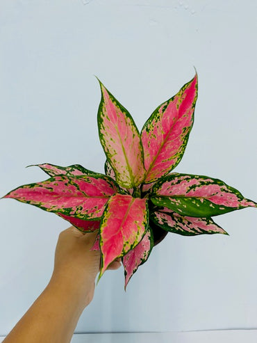 Aglaonema Red