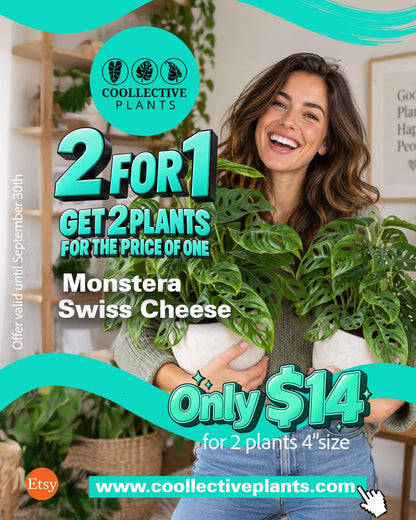 Monstera "Swiss Cheese" Plant 4" – 2-Pack Promo