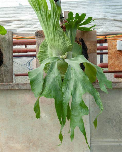 Platycerium Wandae
