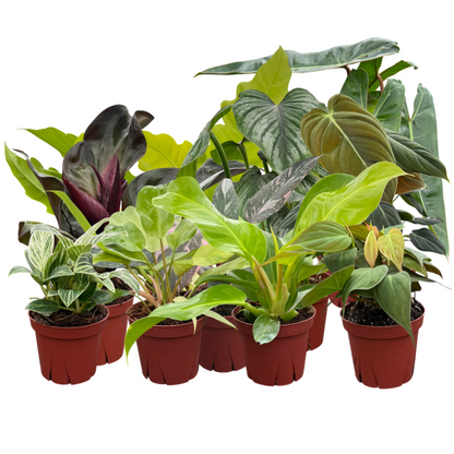 Philodendron Assorted Collection 4" Nursery Pot (Grower's Choice)