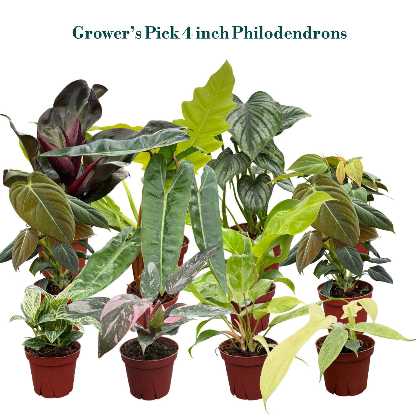 Philodendron Assorted Collection 4" Nursery Pot (4-Pack)