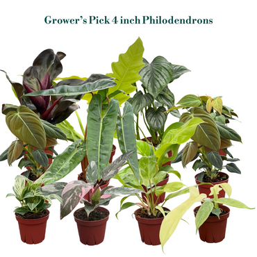 Philodendron Assorted Collection 4" Nursery Pot (4-Pack)