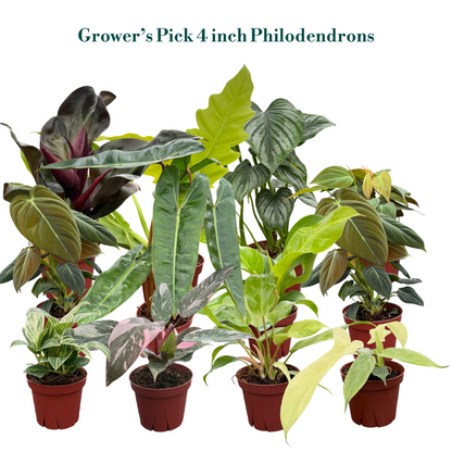 Philodendron Assorted Collection 4" Nursery Pot (Grower's Choice)