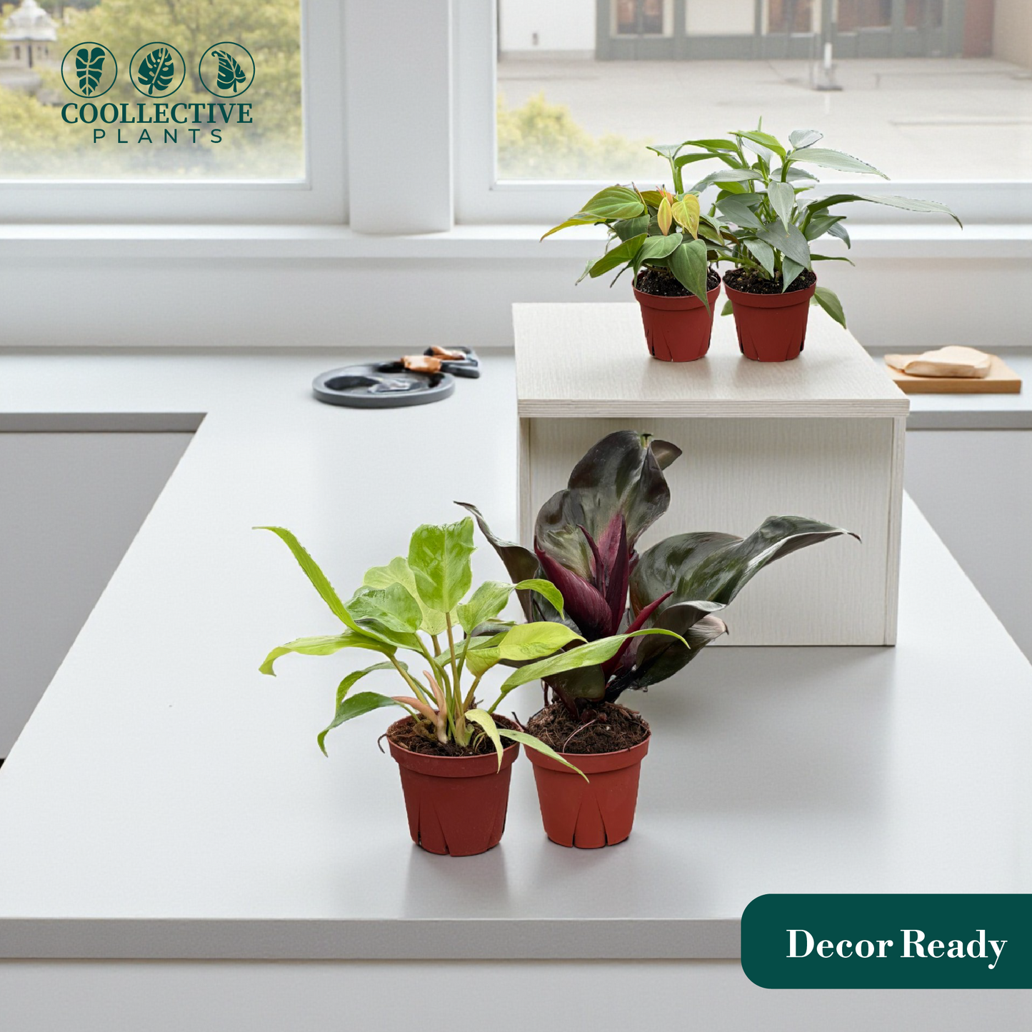 Philodendron Assorted Collection 4" Nursery Pot (4-Pack)