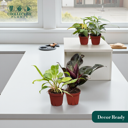 Philodendron Assorted Collection 4" Nursery Pot (Grower's Choice)