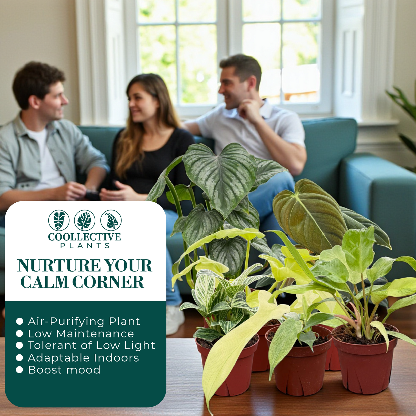 Philodendron Assorted Collection 4" Nursery Pot (4-Pack)