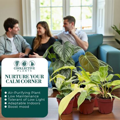 Philodendron Assorted Collection 4" Nursery Pot (Grower's Choice)
