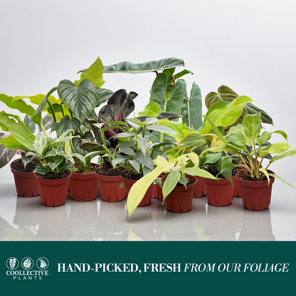 Philodendron Assorted Collection 4" Nursery Pot (Grower's Choice)