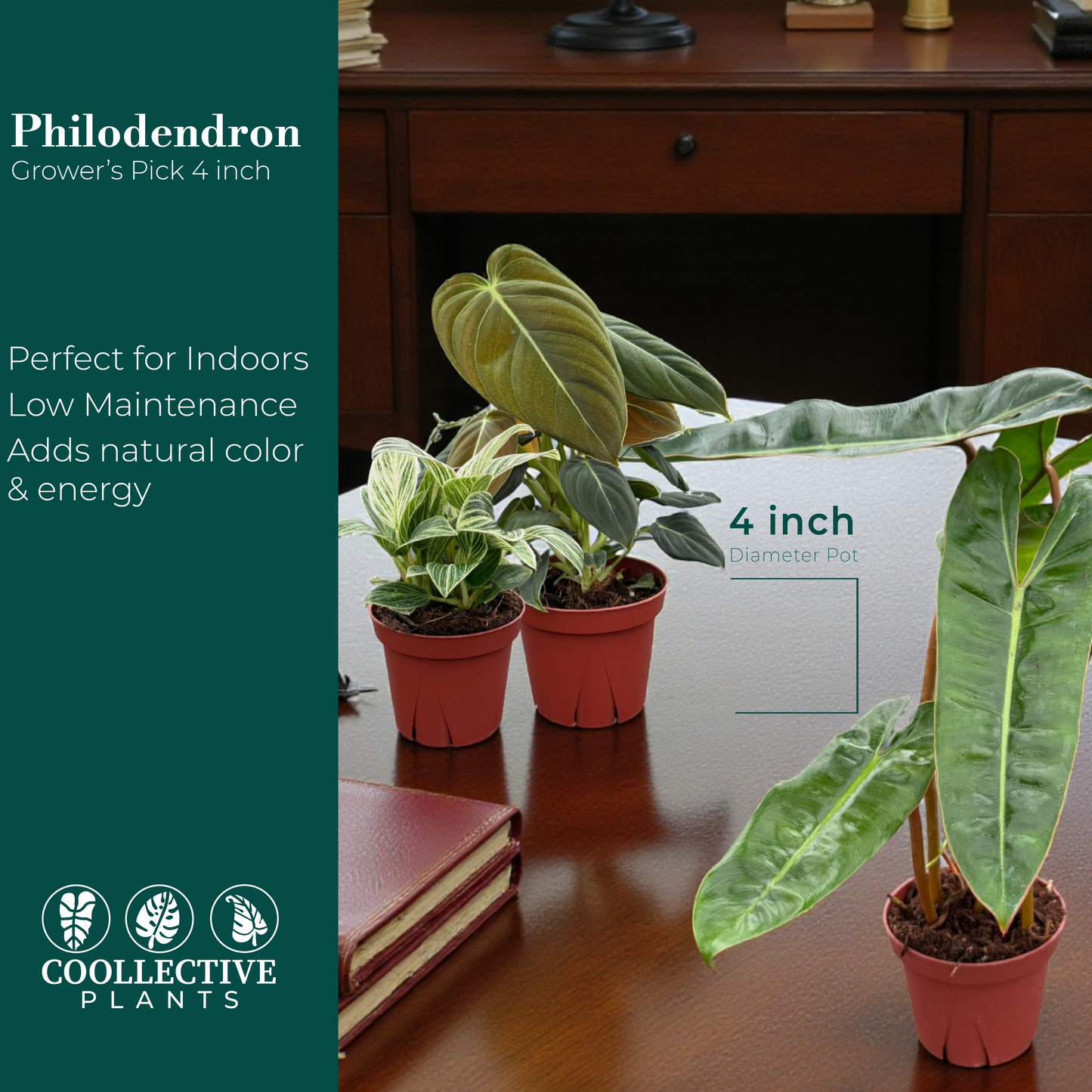 Philodendron Assorted Collection 4" Nursery Pot (4-Pack)