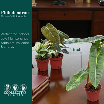 Philodendron Assorted Collection 4" Nursery Pot (Grower's Choice)