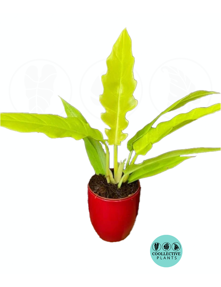 crocodylus philodendron artwork Philodendron Golden Crocodile