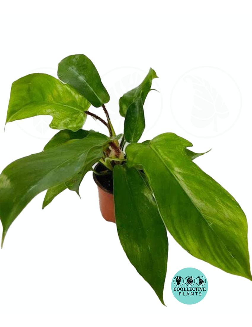 Philodendron Squamiferum (2–4 inch plant)