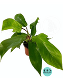 Philodendron Squamiferum