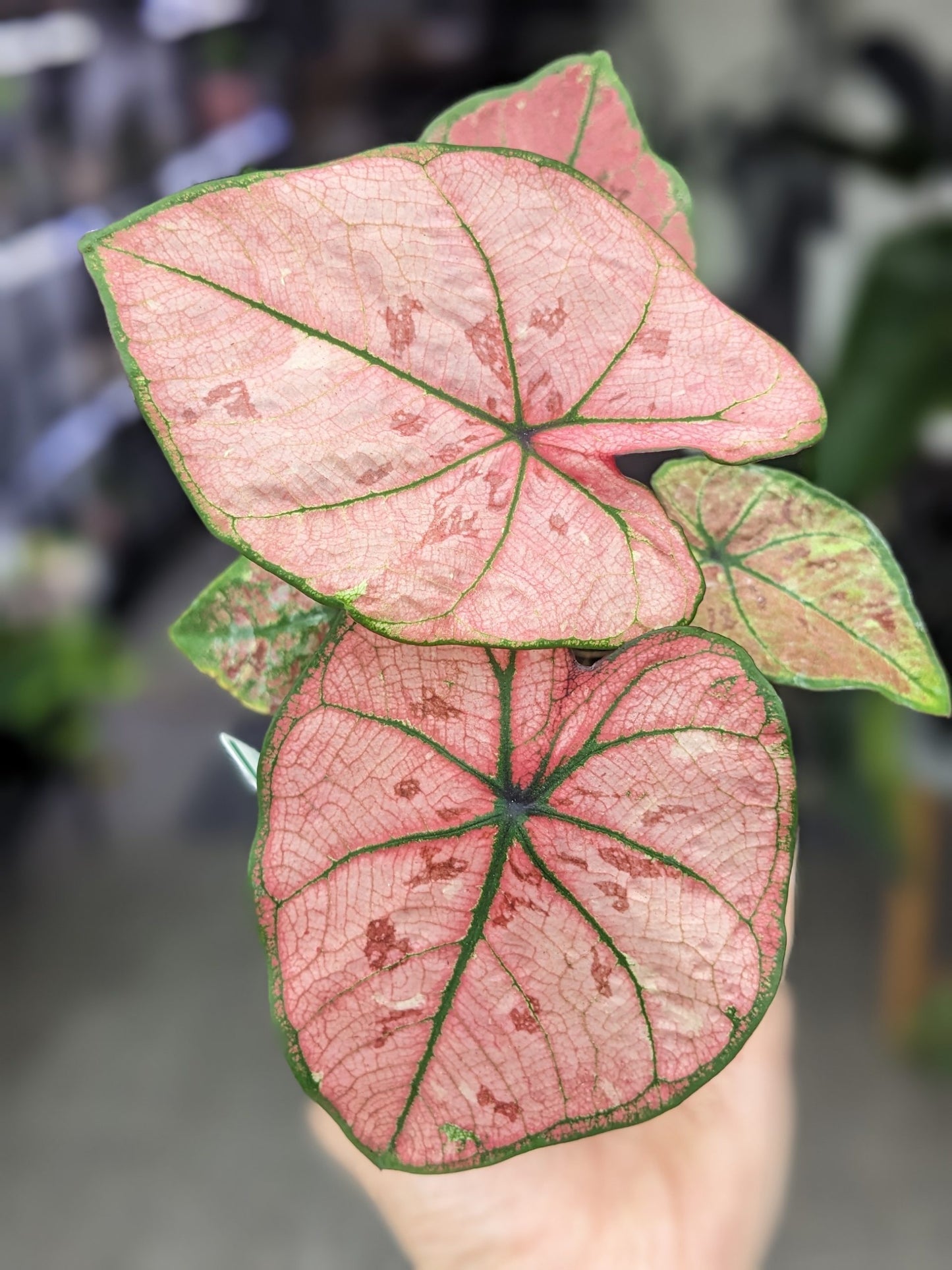 Caladium Scarlet Girl 2 Inch Plant | Red Pink Indoor Caladium
