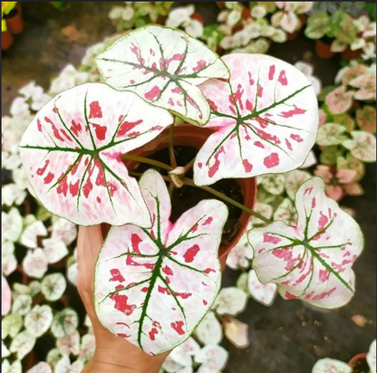 Caladium Strawberry Heart 2 Inch Plant | Pink Heart Indoor Plant
