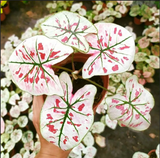 2" Caladium Strawberry heart