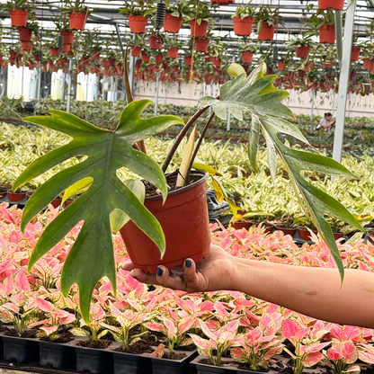 Philodendron Mayoi Plant – Rare Brazilian Aroid | Fast-Growing Tropical Indoor Houseplant